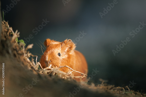 Close-up portrait of a domestic guinea pig (Cavia porcellus) resting on dry grass under warm natural sunlight. Shallow depth of field and soft background create concepts of pet care, calmness and comp