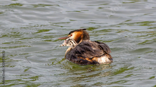 Swimming great crested grebe (Podiceps cristatus) with a black and white chick hitchhiking between wing feathers on its back