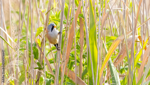 Male bearded reedling (Panurus biarmicus) hanging on a reedstalk in sunlit marshland in Zevenhuizen, Netherlands