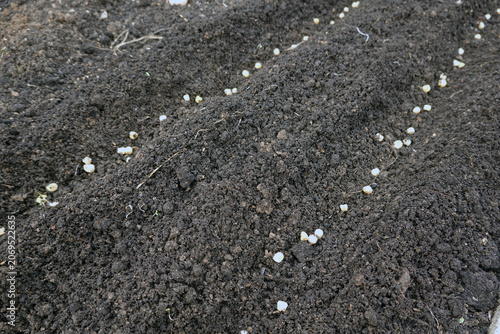 Photos Planting pea seeds in fertile garden soil