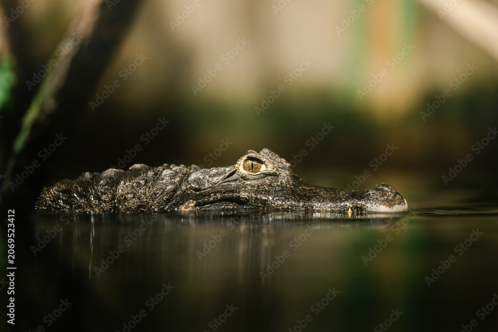 Fototapeta premium Close-up portrait of a young caiman partially submerged in calm water with selective focus and natural light. Low angle perspective emphasizes the eye and texture while creating a cinematic wildlife c
