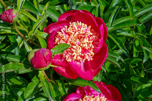 Bright red peony flowers in bloom