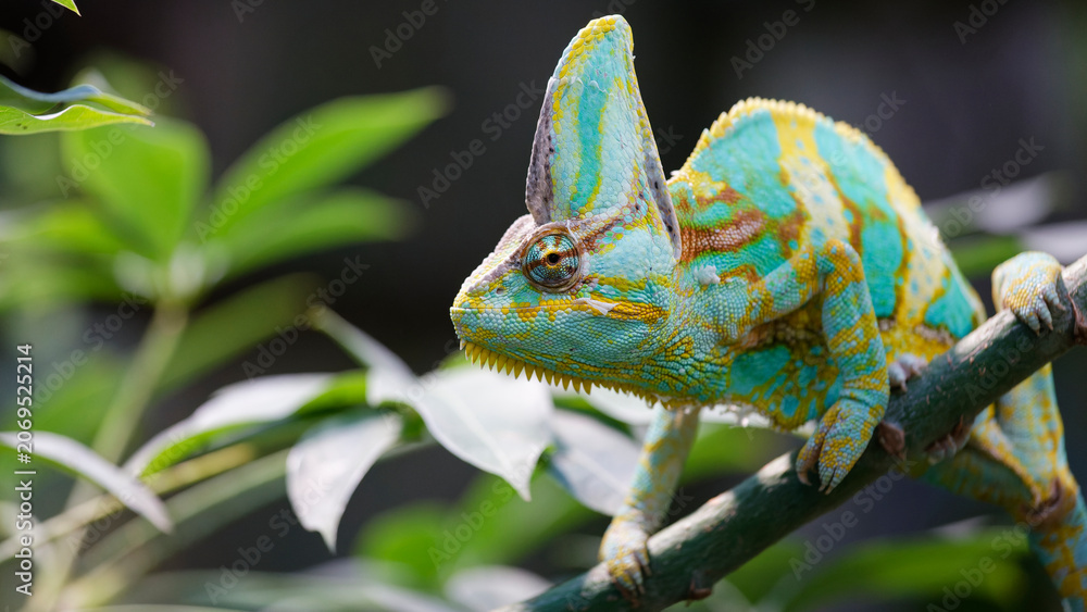 Fototapeta premium Veiled chameleon perching on a branch in nature