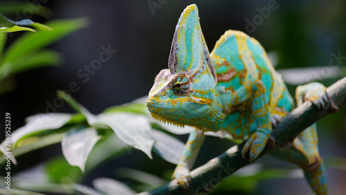 Bild auf Leinwand Veiled chameleon perching on branch in vibrant habitat