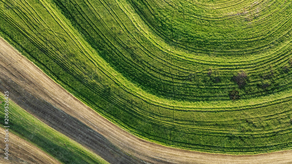 Fototapeta premium Top down aerial view of sugarcane rows forming organic geometric patterns and curves