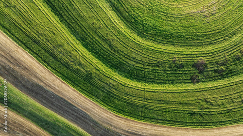 Top down aerial view of sugarcane rows forming organic geometric patterns and curves