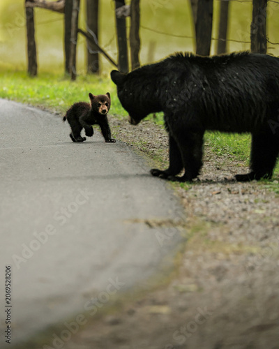 Adorable Black Bear Cub Running to Mom 