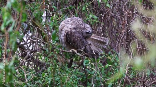 A long-eared owl sits on a branch in the crown of a tree