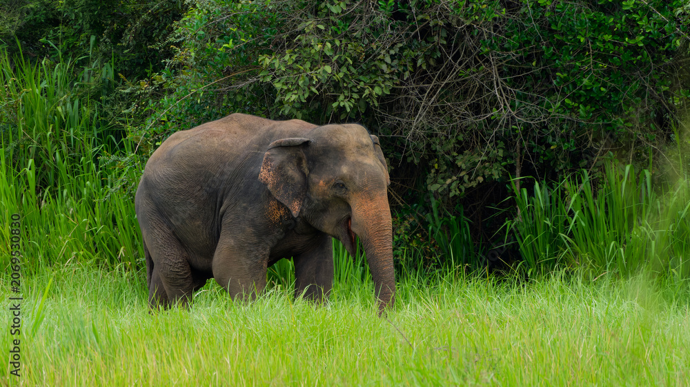 Fototapeta premium Elephant grazing in lush green grassland habitat