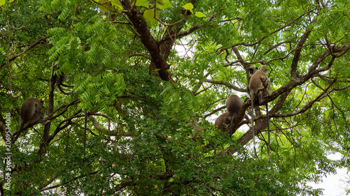 Photography Tufted gray langur family resting in tree canopy