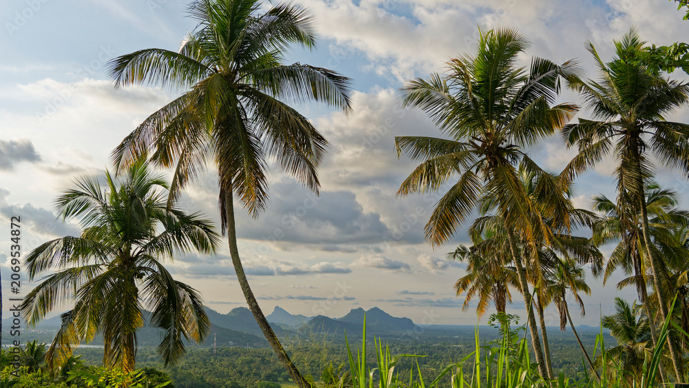 Fototapeta premium Lush tropical landscape with palm trees over mountain valley