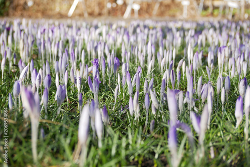 Foto wide field of pink crocus blossoms scattered on a green meadow  in spring