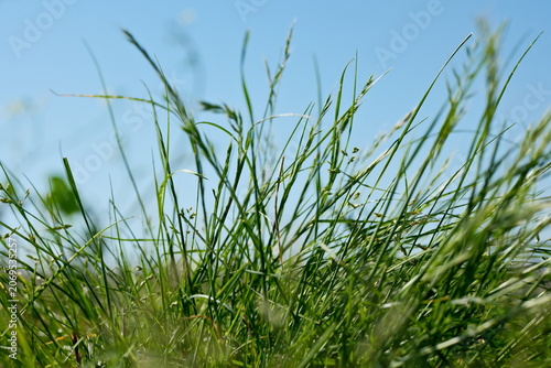 Green Grass Against Blue Sky Background with Shallow Depth of Field