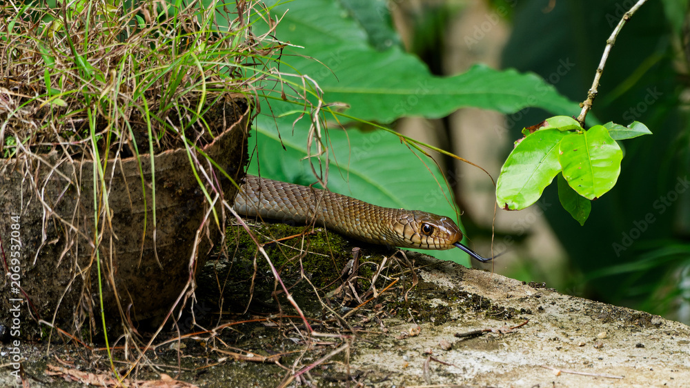Fototapeta premium Brown snake flicking forked tongue exploring overgrown garden