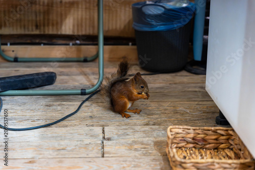 Small squirrel sits on worn wooden flooring near furniture, trash bin, cable, and woven basket inside dim indoor storage area with natural light