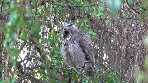 A long-eared owl sits on a branch in the crown of a tree