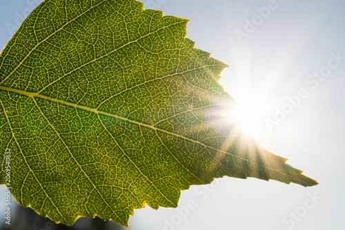Konstfotografi Close up macro of green birch leaf vein texture pattern with bright sun starburs