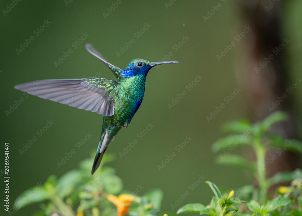 Fototapeta premium hummingbird in flight