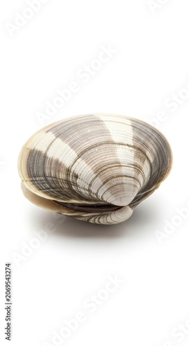 Fresh raw hard-shell clam isolated prominently on a pure white background. Minimalist studio photography emphasizing texture, shape, and seafood freshness, bright, purity, bivalve