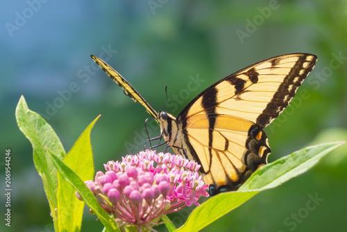 фотографія Head on view of a Eastern Tiger Swallowtail butterfly (Papilio glaucus) feeding