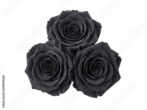 Valokuva Trio of Elegant Dark Shimmering Roses