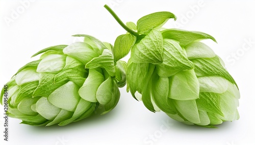 Two Fresh Green Hop Cones Close Up Isolated On White Background