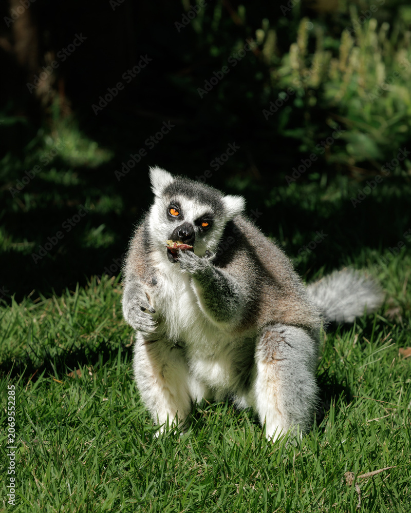 Fototapeta premium Close-up portrait of a ring-tailed lemur (Lemur catta) feeding while sitting on grass in natural sunlight. Wildlife behavior image showing hand feeding posture and direct eye contact.