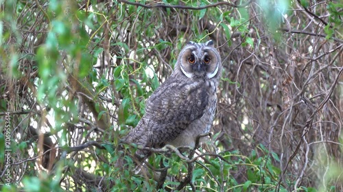 A long-eared owl sits on a branch in the crown of a tree