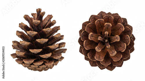 Konstfotografi Two Pine Cones Side and Top Views