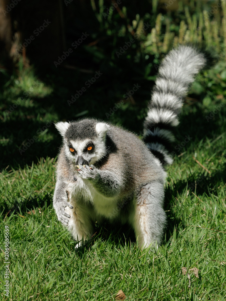 Fototapeta premium Wildlife portrait of a ring-tailed lemur (Lemur catta) feeding while walking across grass with its iconic striped tail raised. Natural light image showing primate behavior and movement.