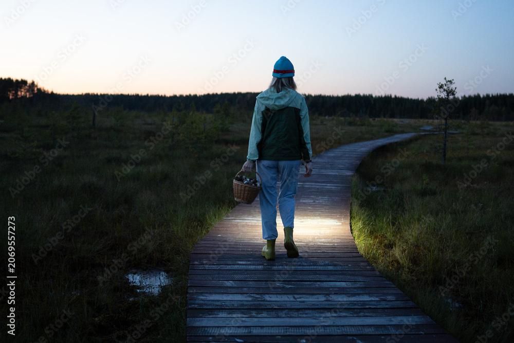 Fototapeta premium Woman forager walks through peat bog at wooden path at dusk, lighting her way with headlamp on head, returning from autumn wetland with basket full of mushrooms back view. Foraging wild food. 