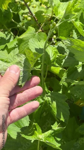 Close up of deformed and curled blackcurrant leaves held by hand in summer garden. Concept: plant disease, leaf damage and garden care.