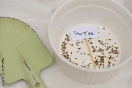 Parsley seeds prepared for planting lie in bowl with handwritten garden label