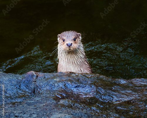 Curious river otter peeking over a rock in the water
A close-up wildlife photograph of a cute and curious river otter peeking over a dark, wet rock