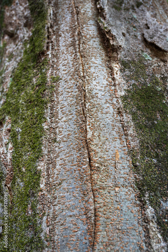 Фотография Close-up view of old tree bark texture with green moss and cracks