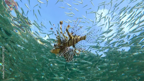Thousands of Atherina fish create dazzling silver screen against backdrop of blue sky. Colorful Lionfish navigates this liquid mirror, hunting at very edge of ocean's surface