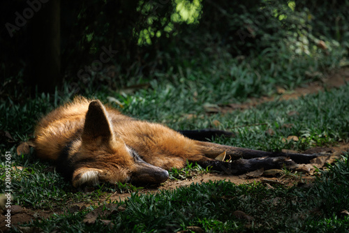 A maned wolf (Chrysocyon brachyurus) resting on grass under natural shade, illuminated by soft selective sunlight. Calm wildlife scene with warm fur texture and forest background.