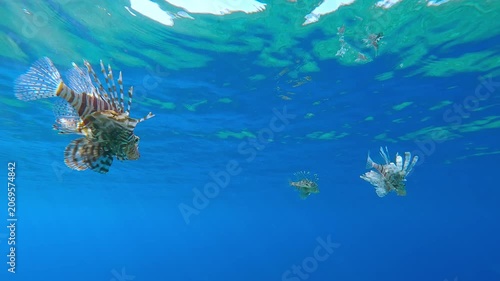 Three venomous lionfish swimming in crystal-clear blue water under surface of Red Sea near Dahab. Predators swims in water column, tropical coral fish in sun rays in Egypt, marine life