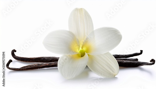 Elegant White Flower With Vanilla Pods On White Background