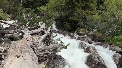 Flowing river cascades over rocks and fallen logs, surrounded by vibrant greenery in a tranquil natural setting under bright daylight