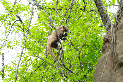 Fotografia coati
