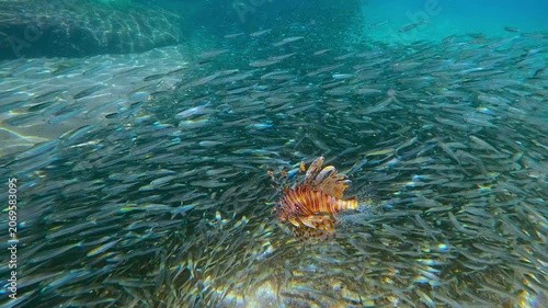 Bright orange Lionfish swims like flame through shimmering forest of silver. In heart of Atherina spawning migration, predator stalks its sun-glinted prey, dramatic study of survival in shallow waters