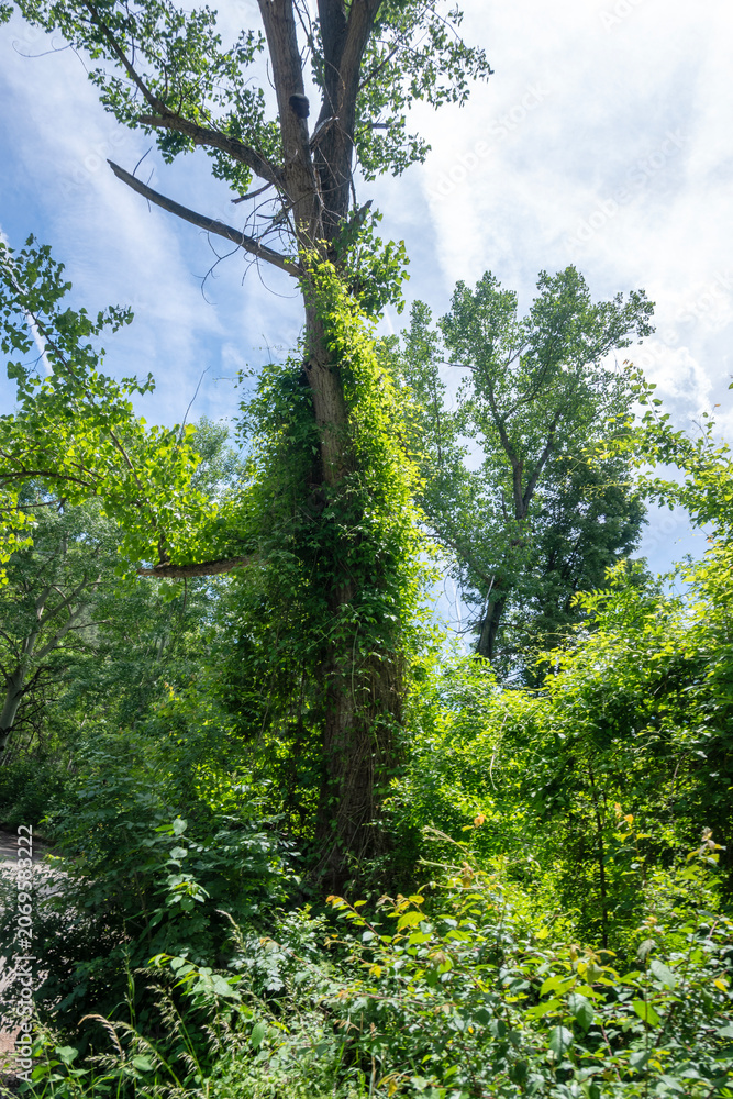 Fototapeta premium Spring Landscape around Pancharevo lake, Bulgaria