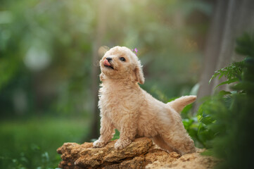 cute cream maltipoo puppy on a green summer lawn, beautiful sunny photos of a pet