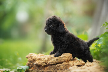 cute black maltipoo puppy on a green summer meadow, beautiful sunny photos of a pet