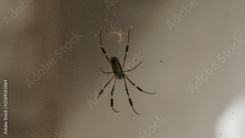 Billede på lærred spider on a web