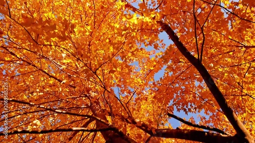 Passing under maple trees with colorful autumn leaves blowing in a gentle breeze.