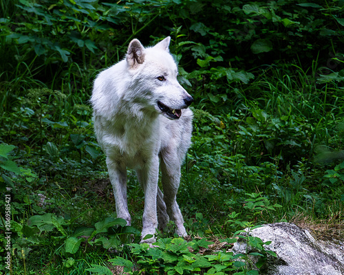 Majestic white arctic wolf standing in a lush green foresA powerful full-body wildlife shot of a beautiful white Arctic wolf (Canis lupus arctos)