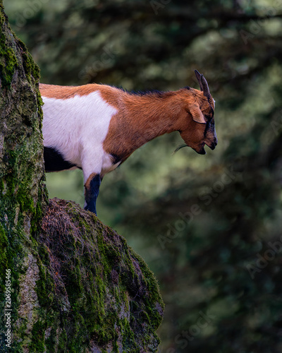 Domestic goat standing on a mossy rock cliff in the forest, A striking profile shot of a brown, white, and black domestic goat with small horns standing on a steep, moss-covered rock formation