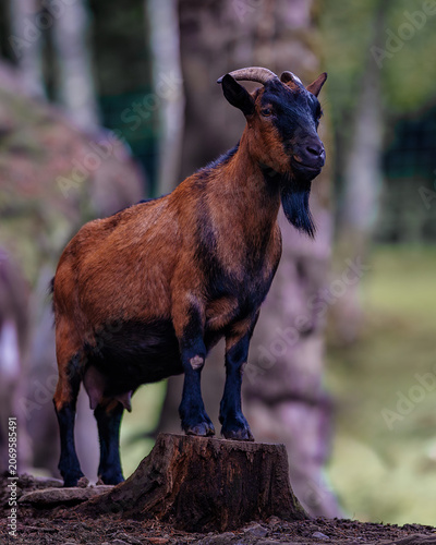 Brown and black domestic goat standing proudly on a tree stump. A sharp, full-body portrait of a brown and black domestic billy goat with horns and a beard, standing proudly on top of a weathered 